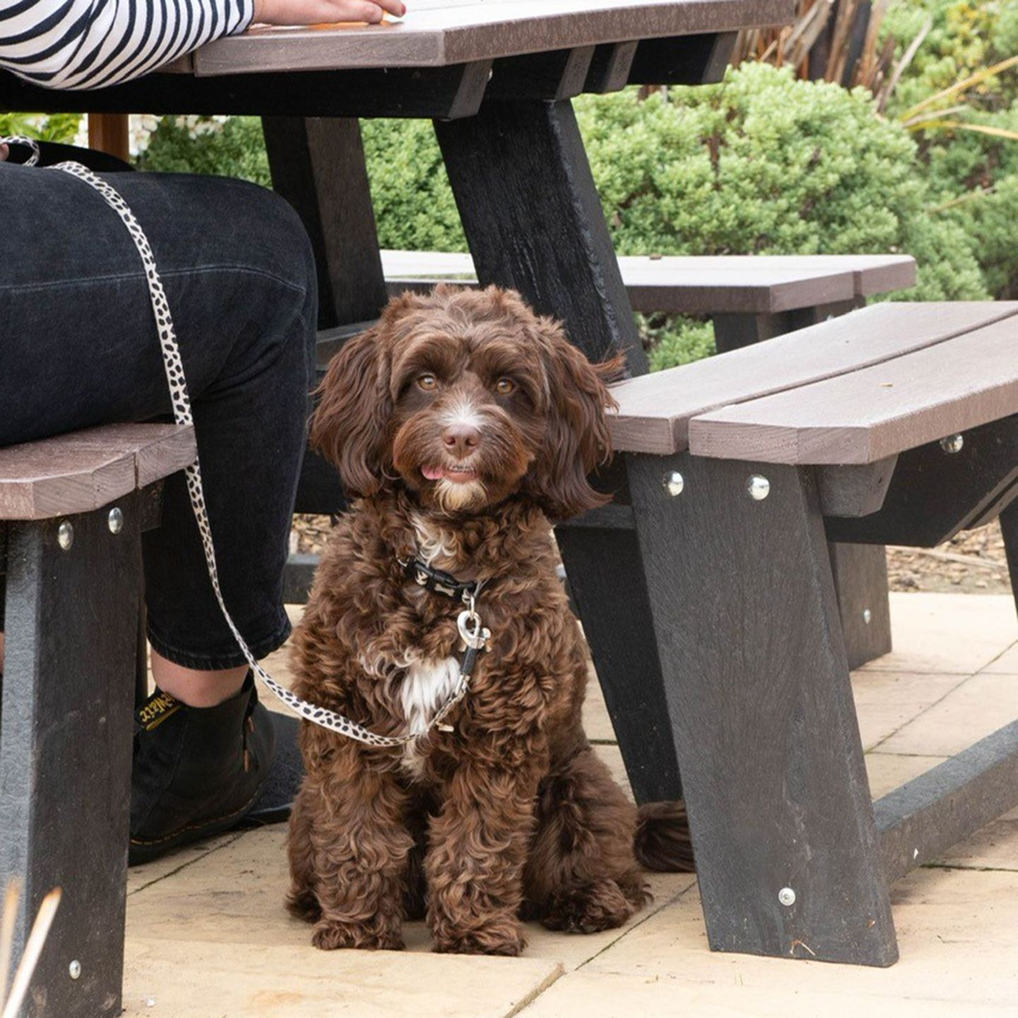 Your local dog friendly pub in Leyland